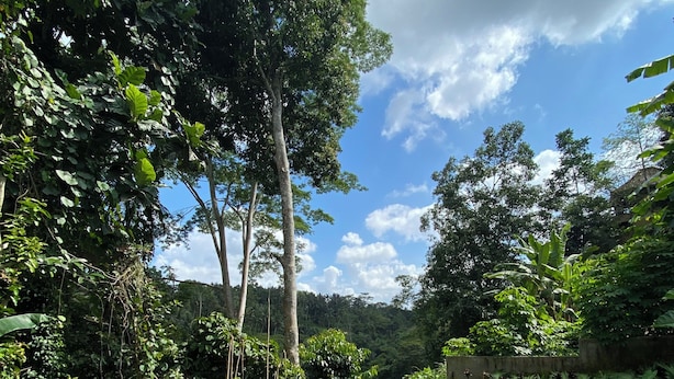 A clear pool surrounded by lush greenery and trees. - Vishnu Villa (Ubud)