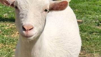A white goat standing on grass with a fence and trees in the background.