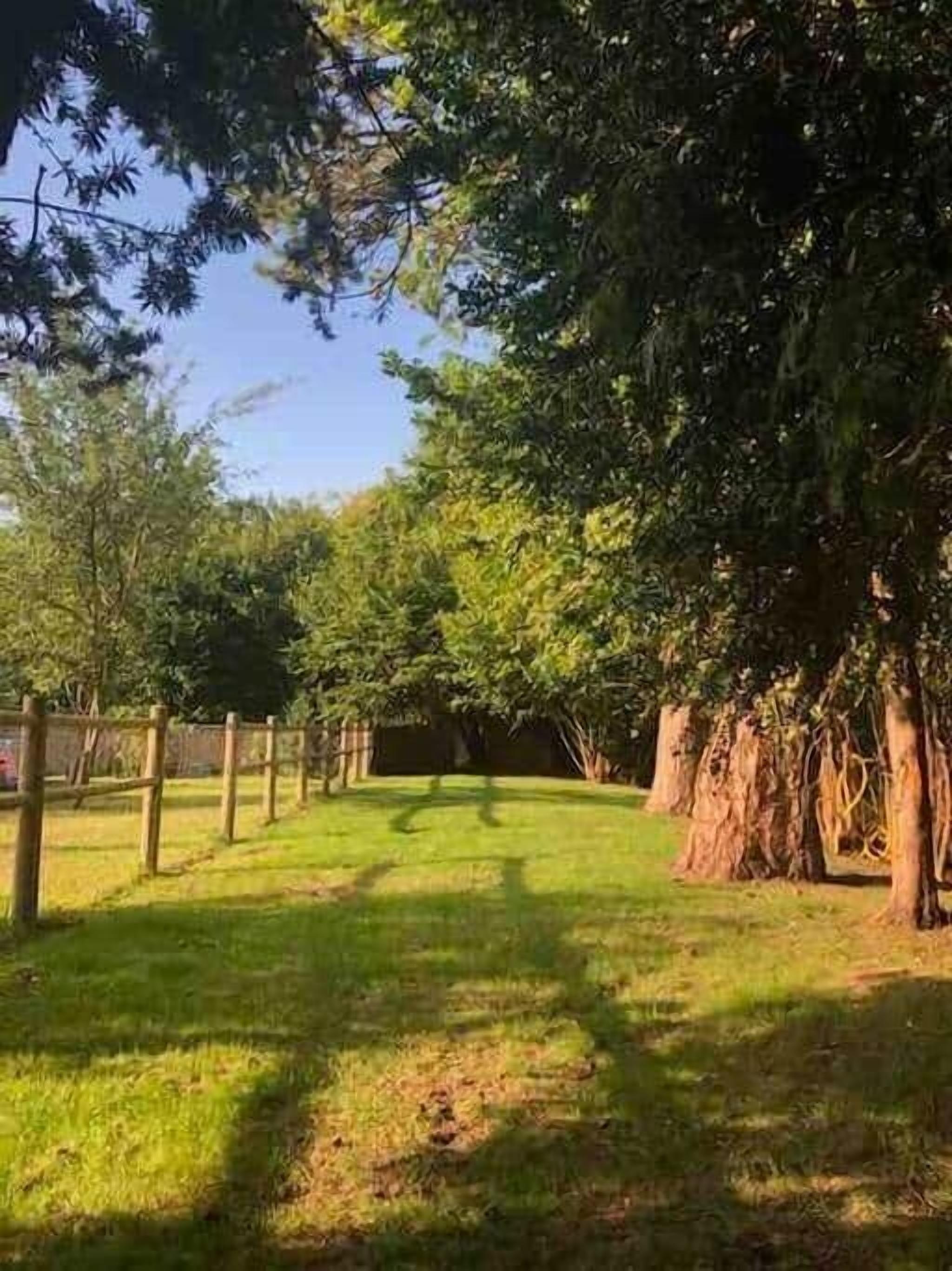 A grassy outdoor area with trees and a wooden fence.
