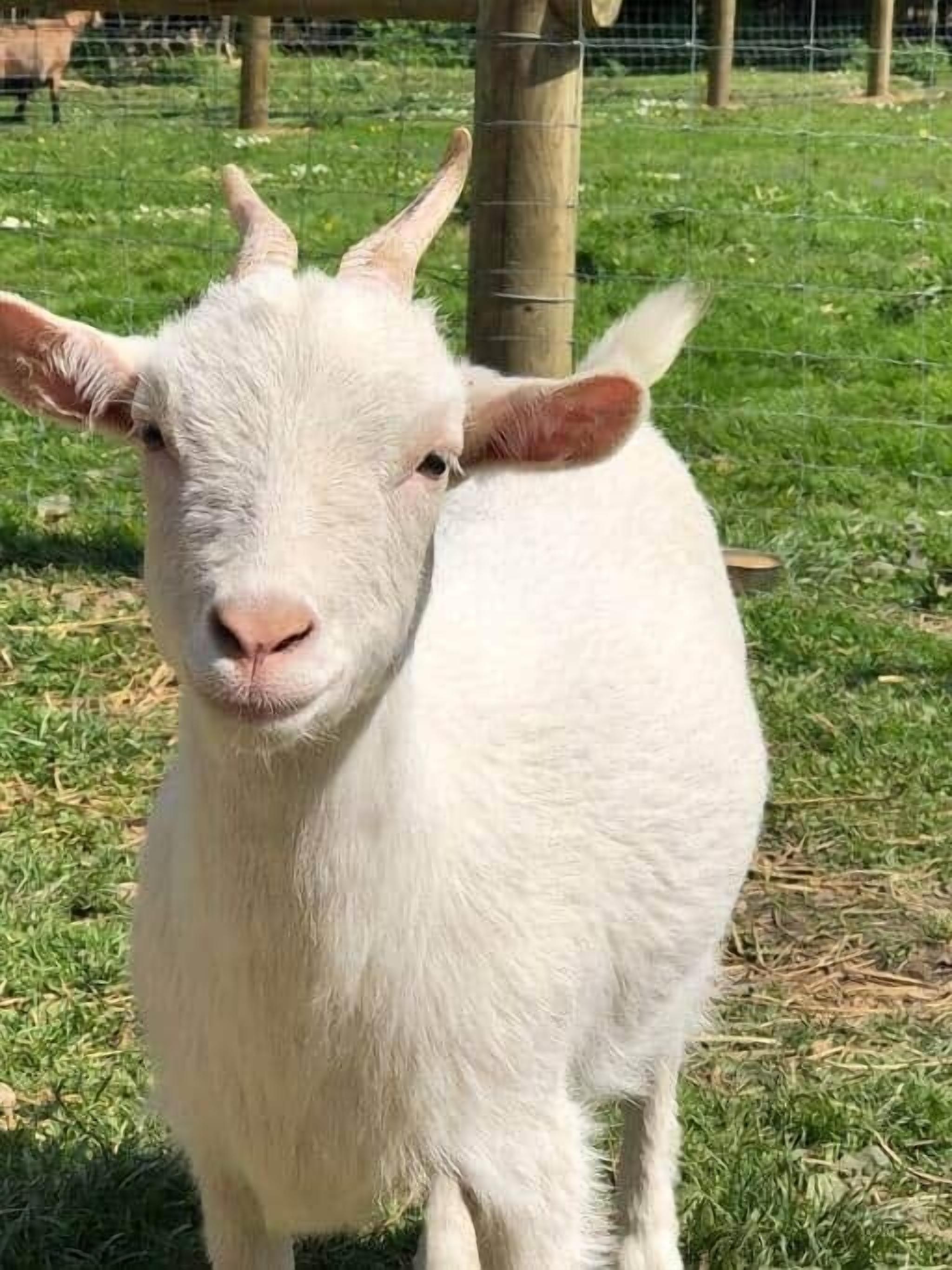 Eine weiße Ziege steht auf Gras, im Hintergrund Zäune und Bäume.