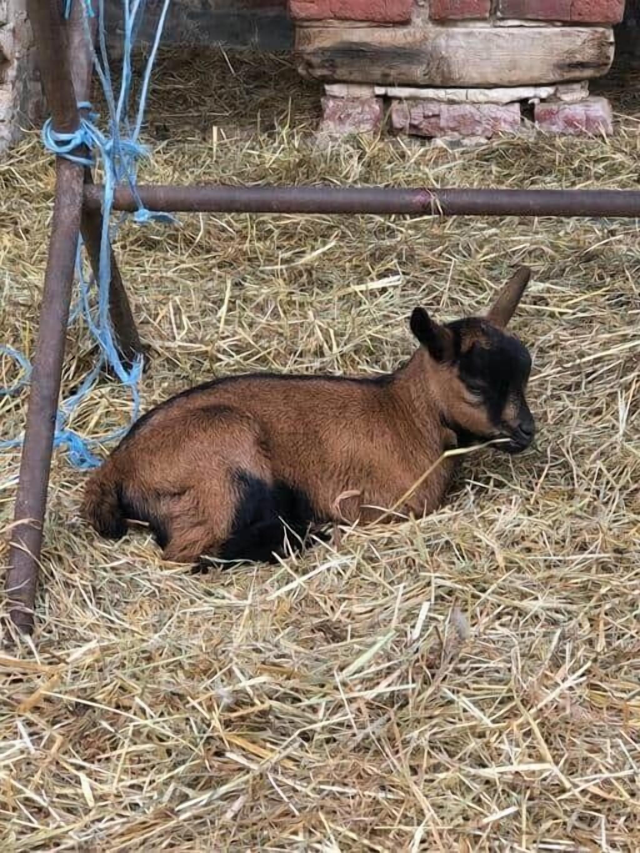 Un piccolo animale riposa sul fieno.