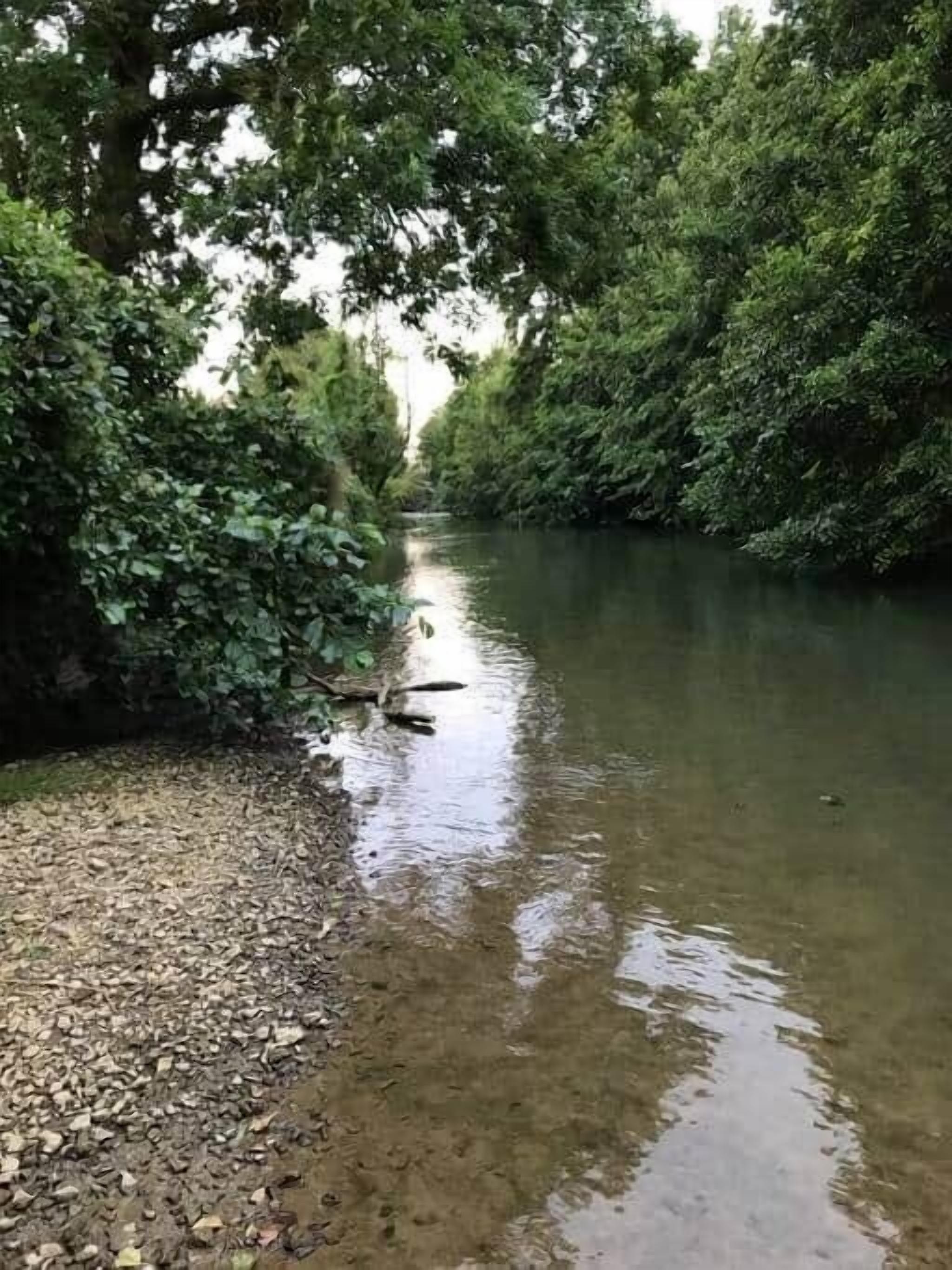 Een rivier met weelderige begroeiing aan beide oevers.