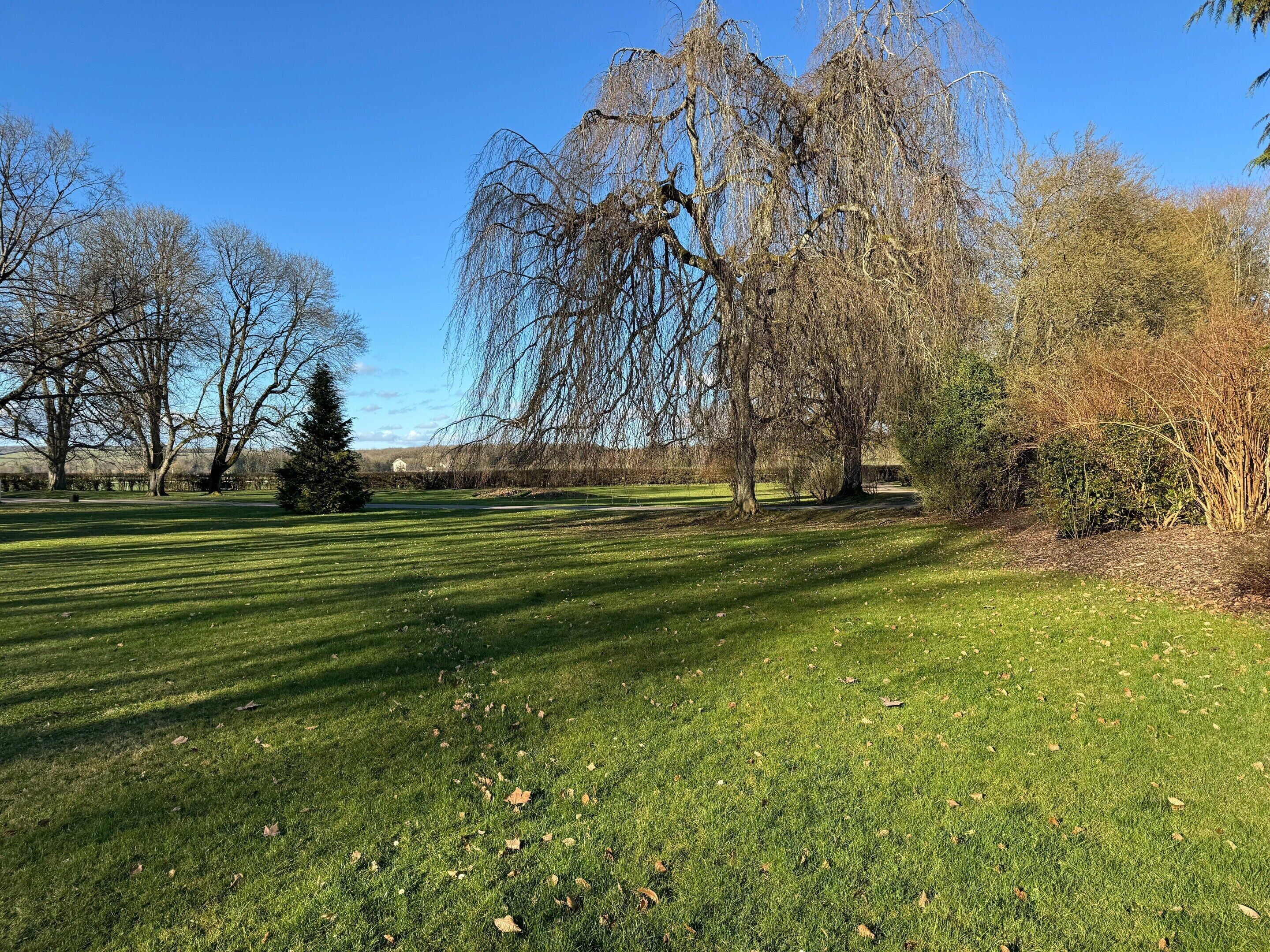 Un parque con césped, árboles y cielo despejado.
