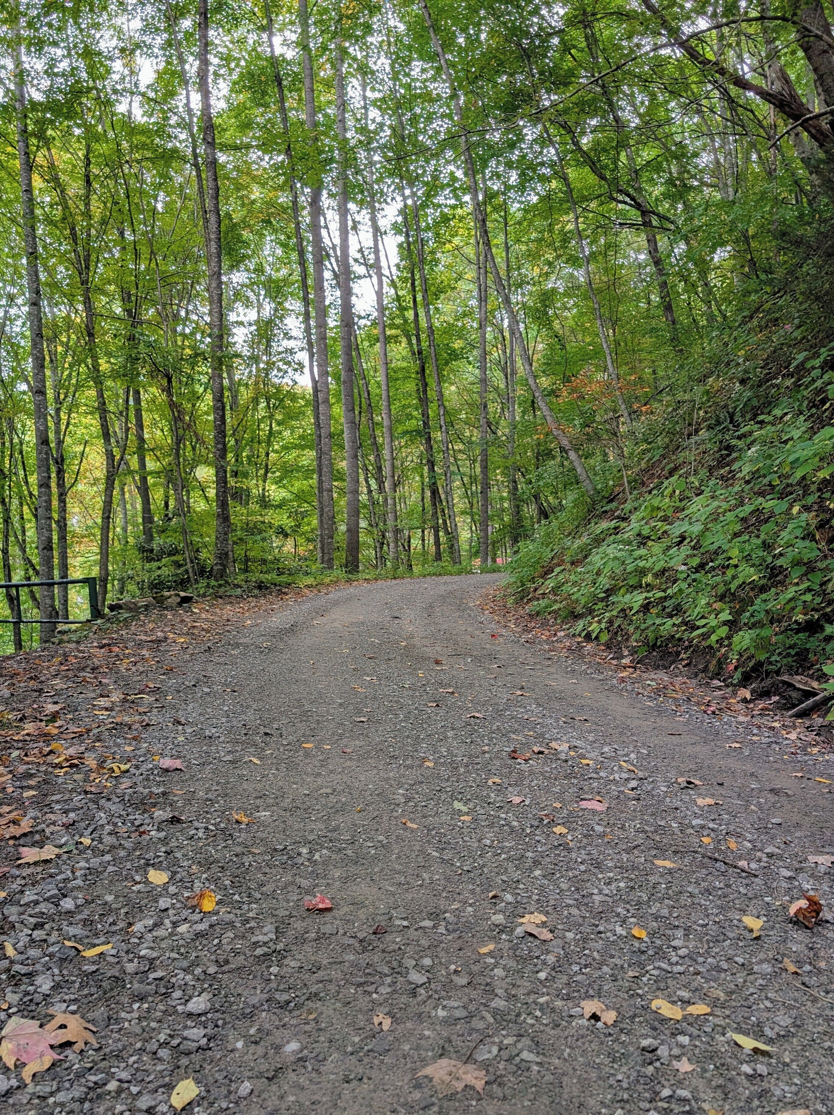 A gravel path surrounded by tall trees and dense foliage.