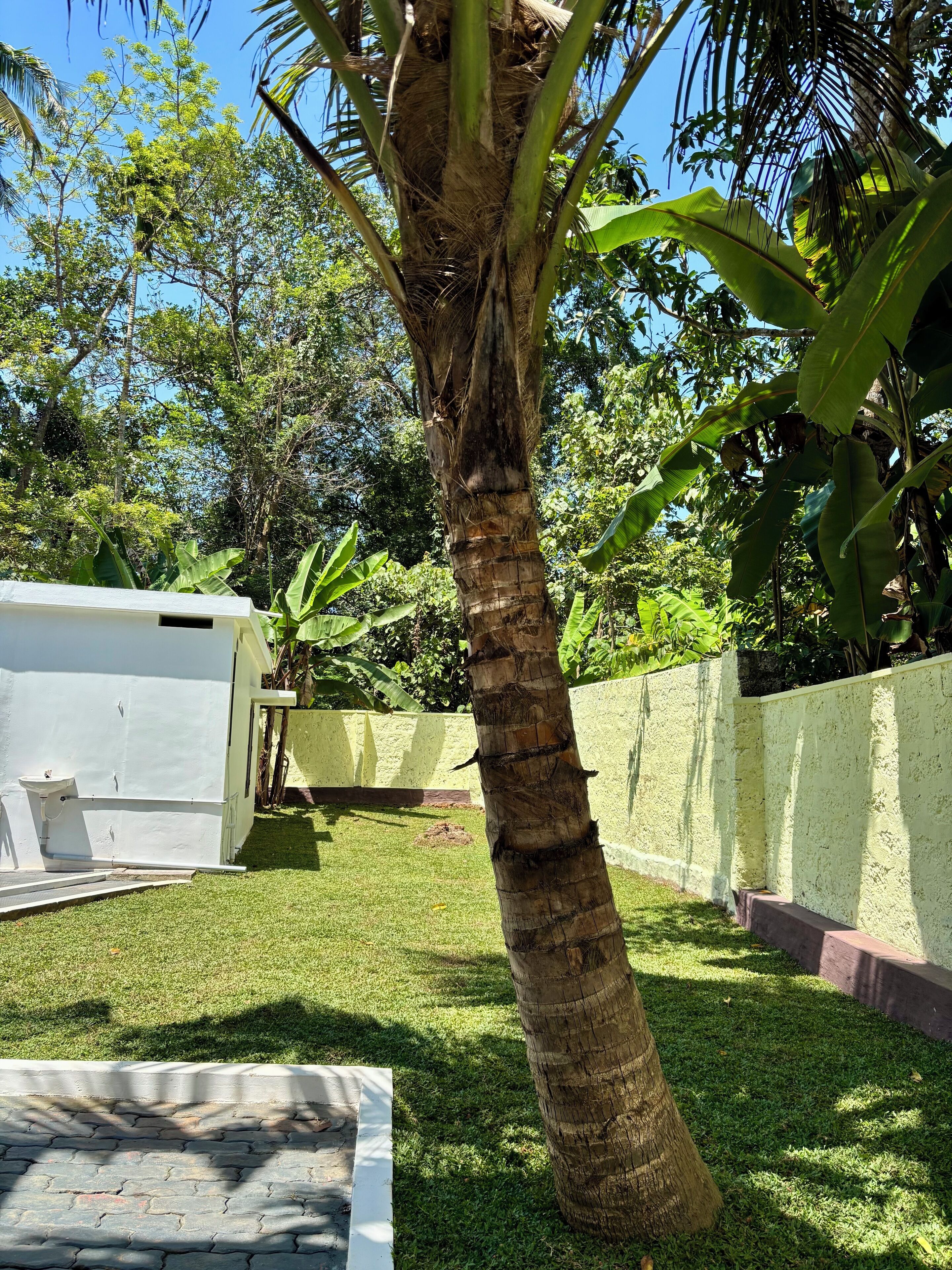 A garden with a palm tree, a white building, and a green lawn.
