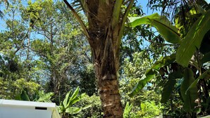 Un jardín con una palmera, un edificio blanco y un césped verde.