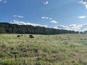A wide-open field with cattle grazing, surrounded by a dense forest under a clear sky. - Salt Creek Ranch Cabin- Mountain Views & Creekside Paradise (Collbran)