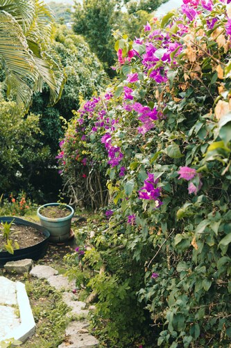 Charming 2-bedroom Tropical Cottage with Sunset Views and AC