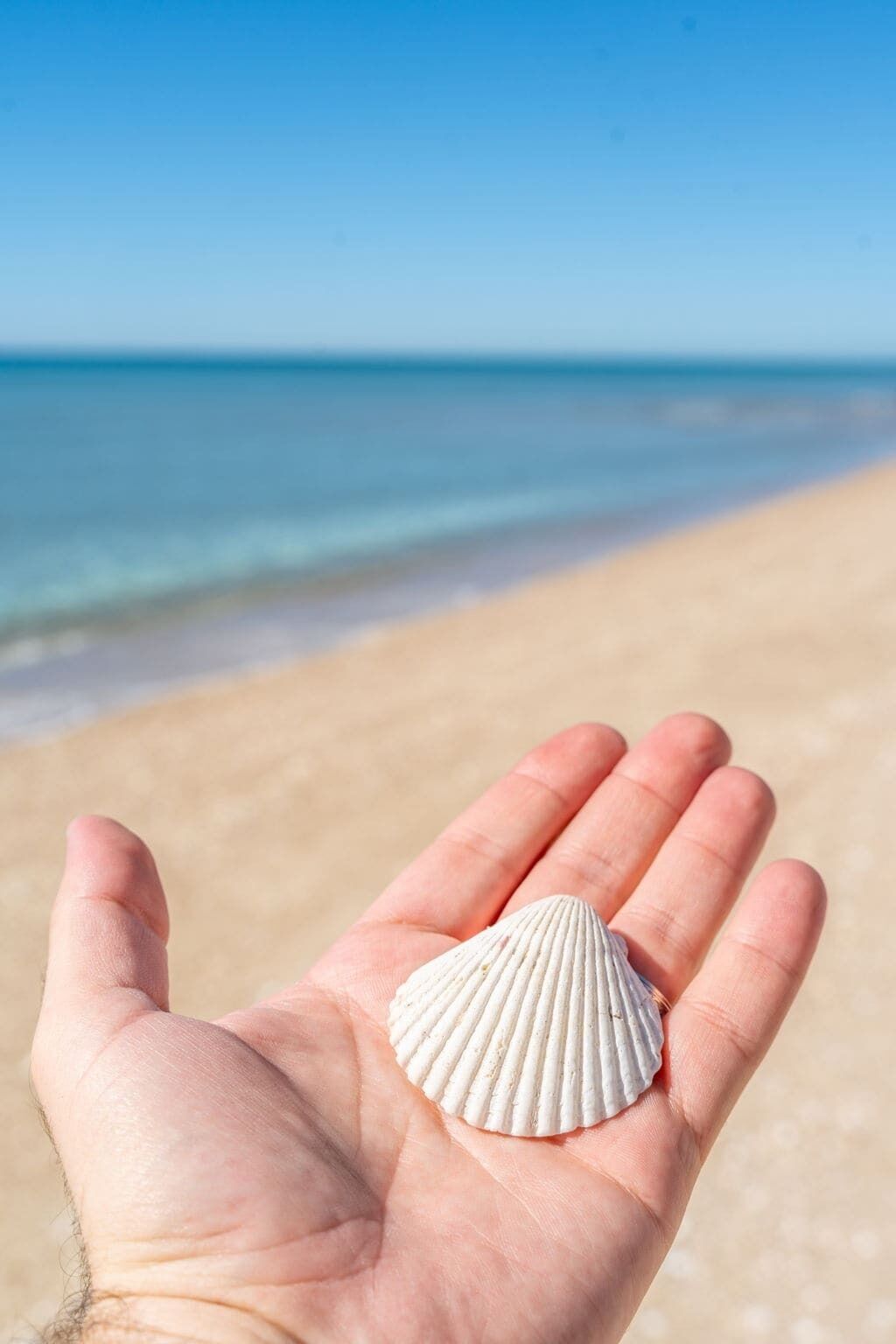 Eine Hand, die eine Muschel vor einer Strandkulisse hält.