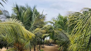 A pathway lined with palm trees and a sandy ground. - Sun Ray Beach Villa (Kahandamodara)