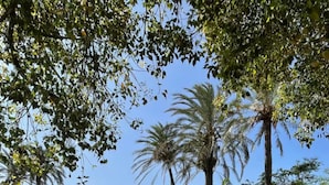 A stone pathway in a well-maintained garden with neatly trimmed hedges and palm trees. - La Petite For t Seaview Flat in Marbella (Estepona)