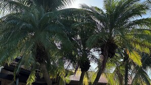 Garden view - Casa Kite Academy (Caucaia)