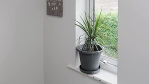 Una planta en maceta sobre un alféizar con vista a la vegetación.
