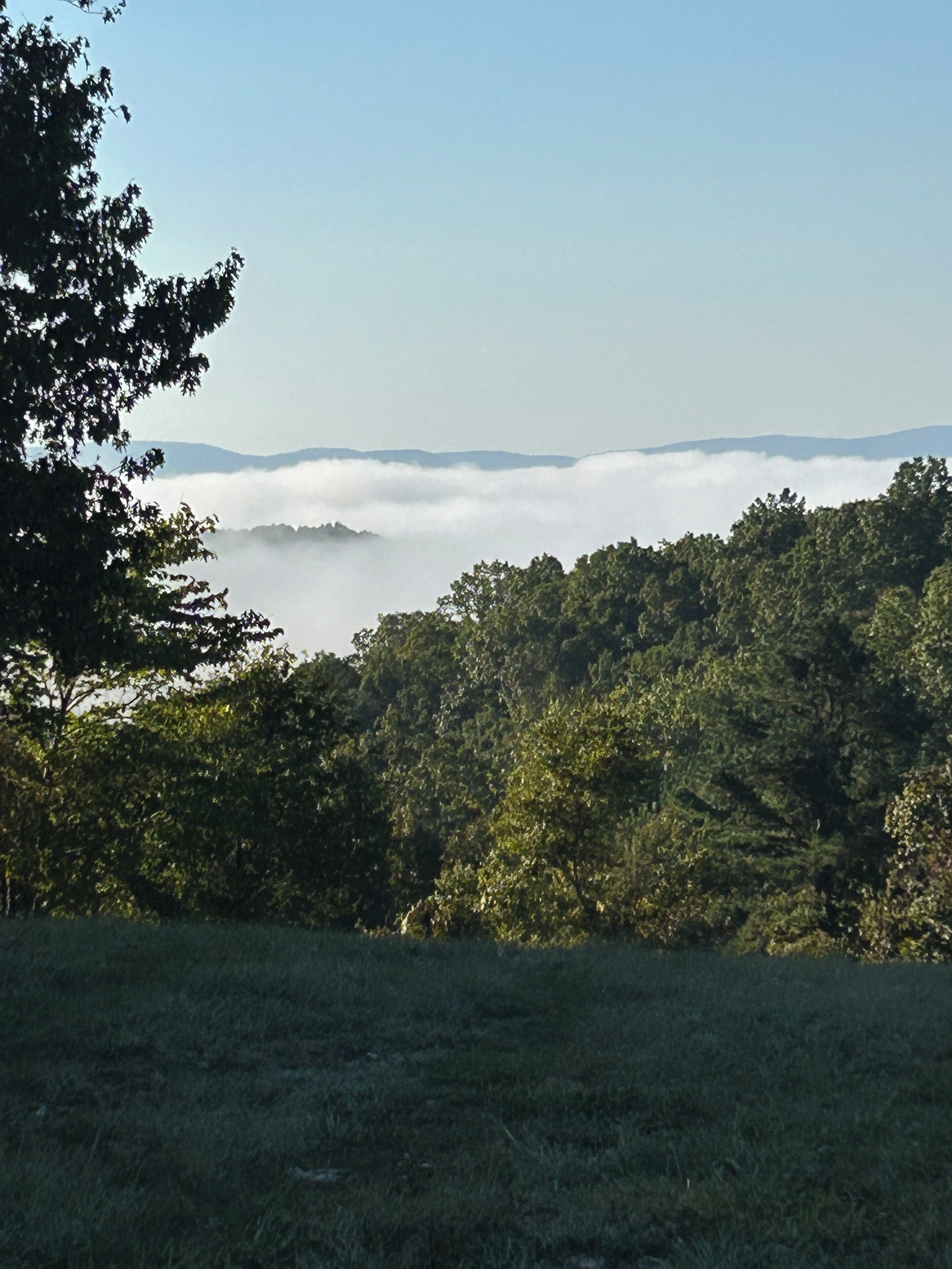 A forested landscape with a view of distant mountains and a layer of clouds below.