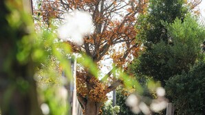 A pathway leading to a building surrounded by trees with autumn foliage. - Cosy container house walking distance to town. (Korumburra)