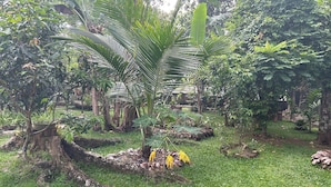 A lush garden with various tropical plants and trees, including a prominent palm tree. - Thomasz Lodge (Kandy)