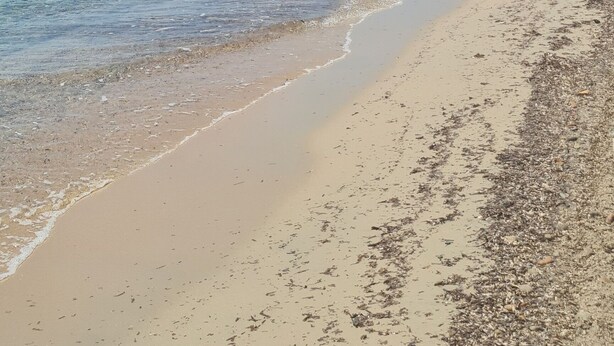 Una spiaggia con acque cristalline e una riva sabbiosa.