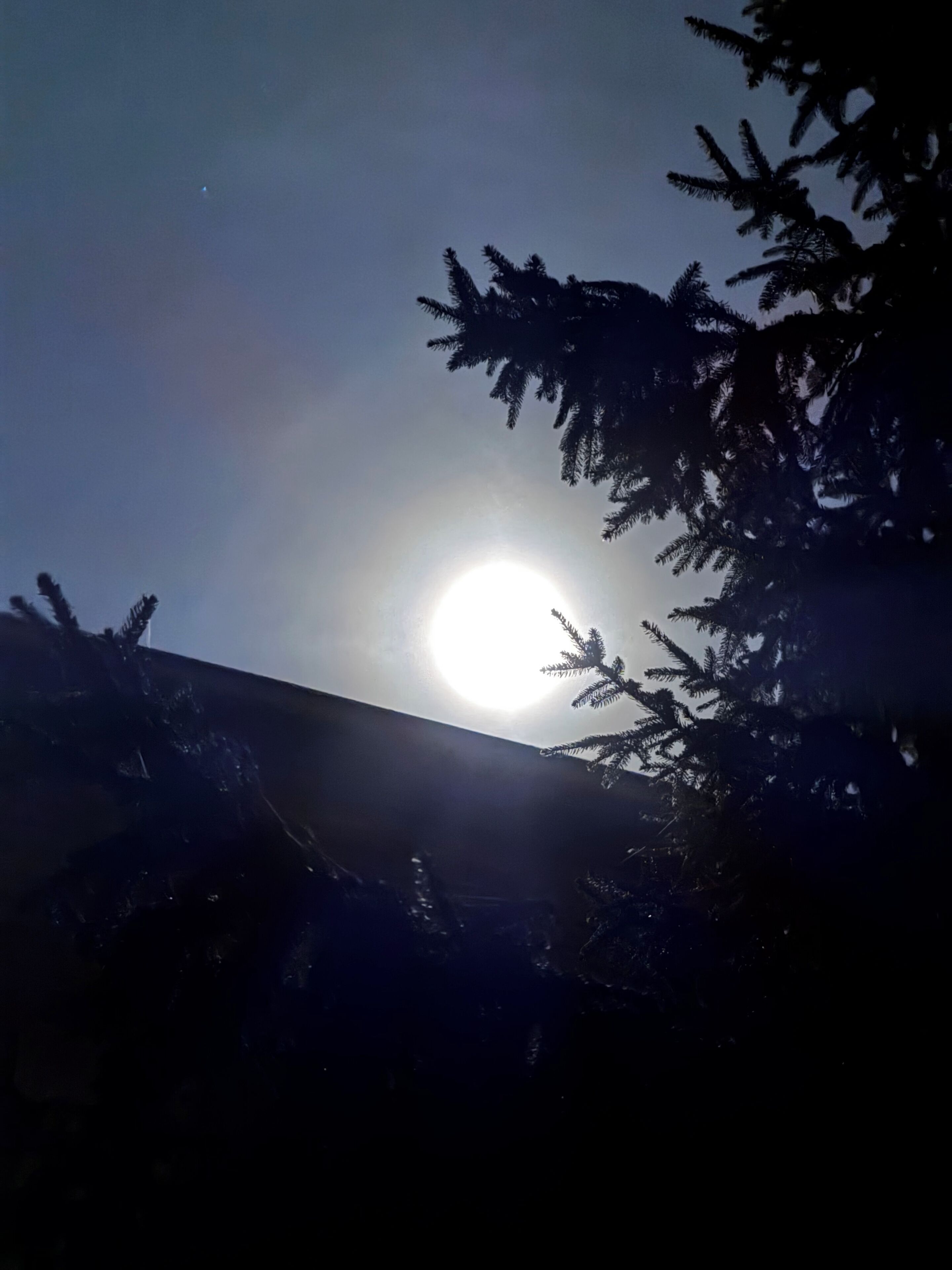 Helle Sonne, teilweise von Ästen verdeckt.