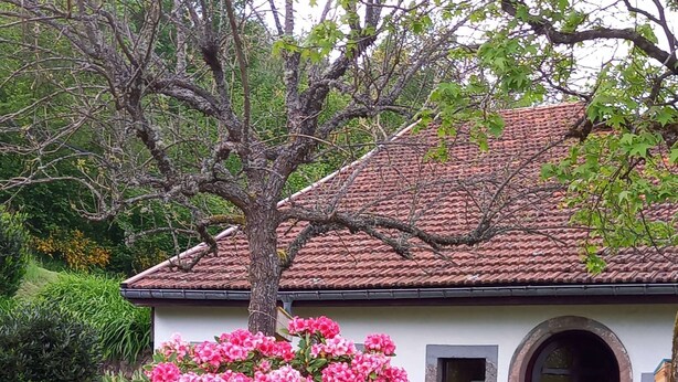 A white building with a tiled roof, a large bush of pink flowers, and a grassy lawn. - Authentic Vosgian farm, sauna, and beautiful view (LA BRESSE)