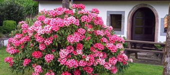 Authentic Vosgian farm, sauna, and beautiful view