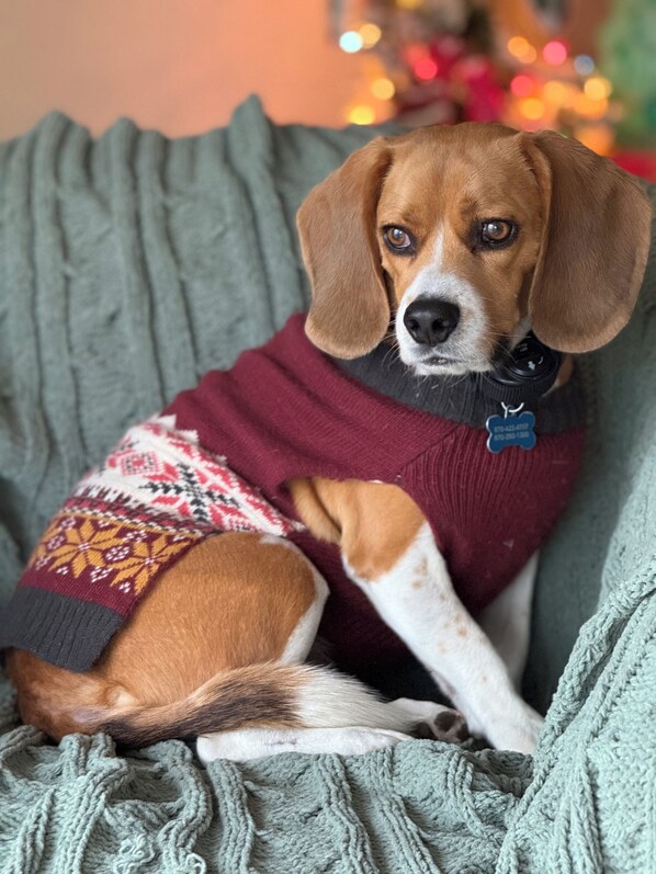 A dog wearing a sweater on a grey couch with a blurred background. - Herman’s Hideaway. A charming, comfortable apartment in historic Berryville, AR (Berryville)