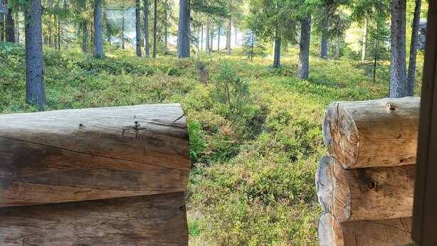 Udsigt gennem et vindue, der viser en bindingsværksbygning og et skovområde med høje træer og vegetation.