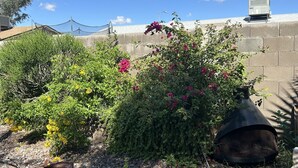 Un jardin avec différentes espèces de plantes et une structure métallique.