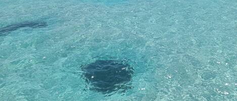 Sun-loungers, beach towels