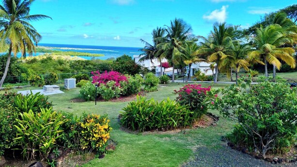 Un jardin tropical avec des palmiers, des plantes à fleurs et une vue sur l’océan.