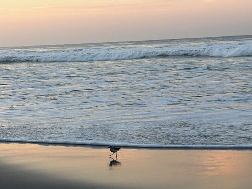 Casa Conde Cortez, Surfcity