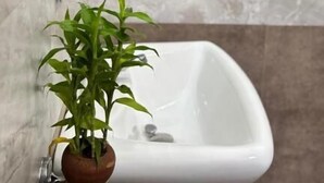 Une salle de bain avec un lavabo blanc, une plante en pot et des murs en marbre.
