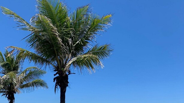 A beach with palm trees and a clear blue sky. - casa 4 (Saquarema)