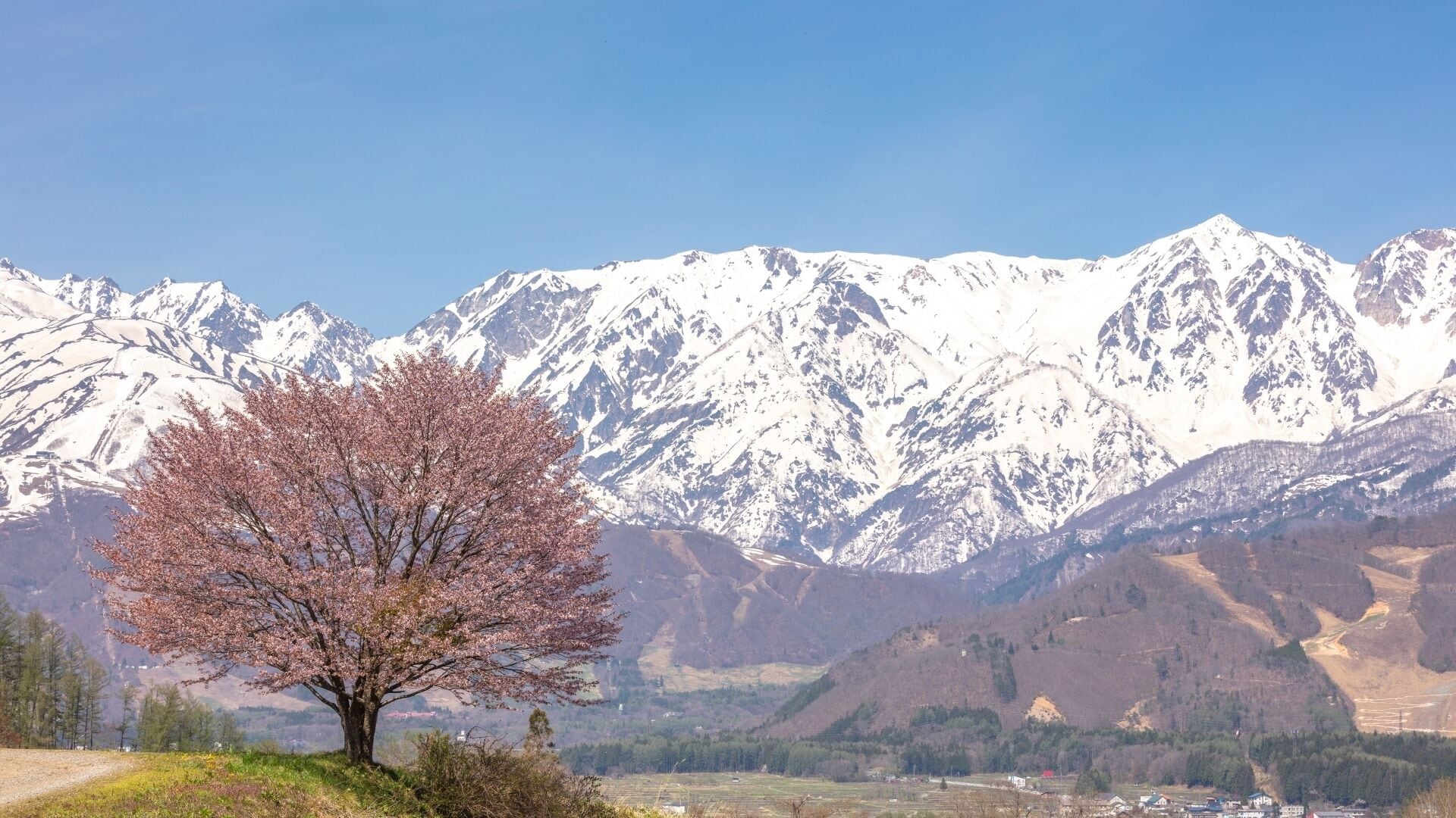 A mountain landscape with snow-capped peaks, a single tree in the foreground, and a valley with sparse vegetation.
