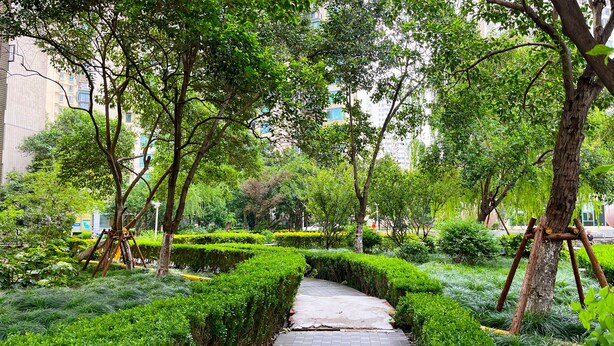 A paved pathway in a park with neatly trimmed hedges and trees.