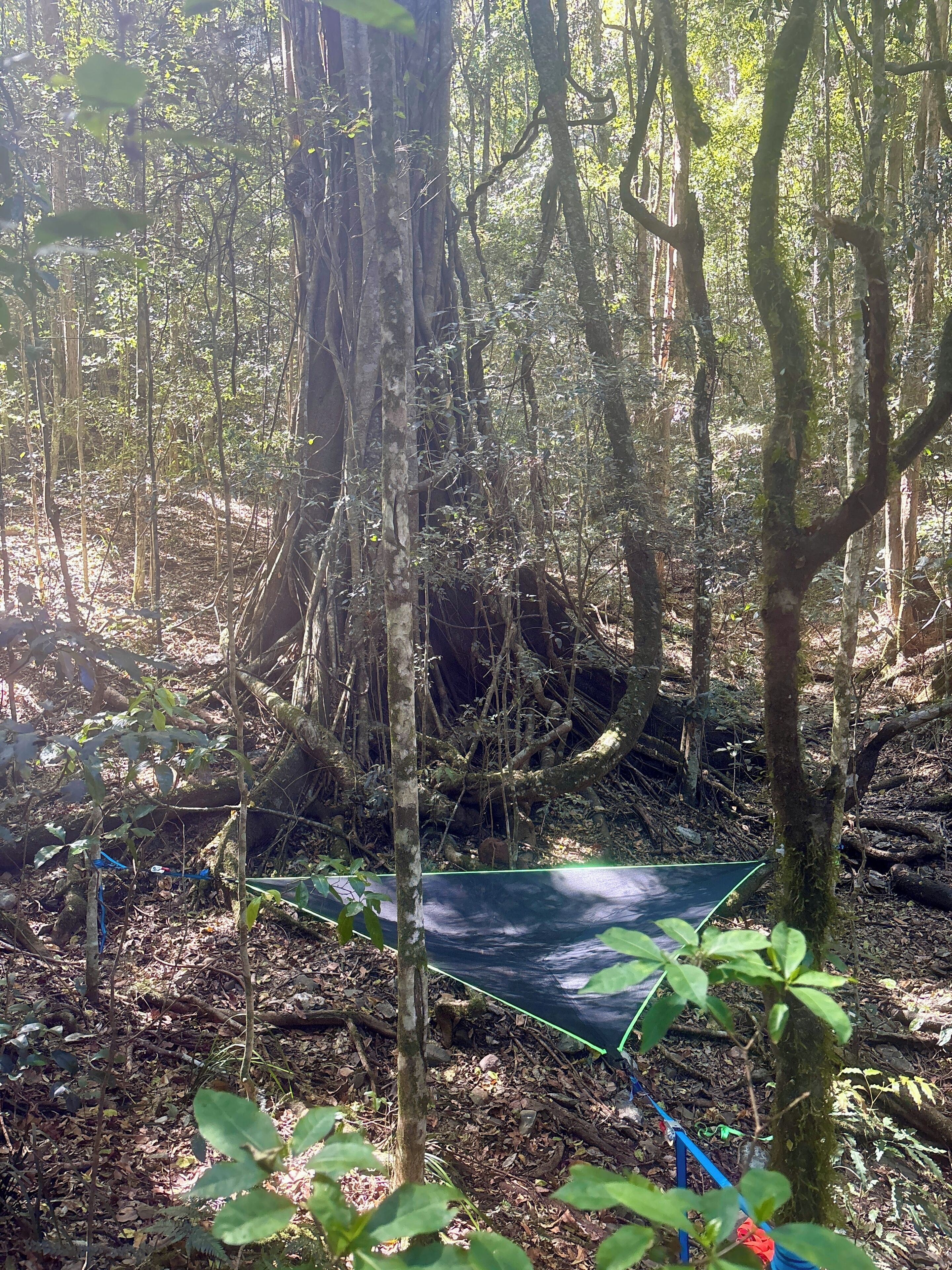 A forested area with a hammock tied between trees, surrounded by dense foliage and a ground covered with leaves and branches.