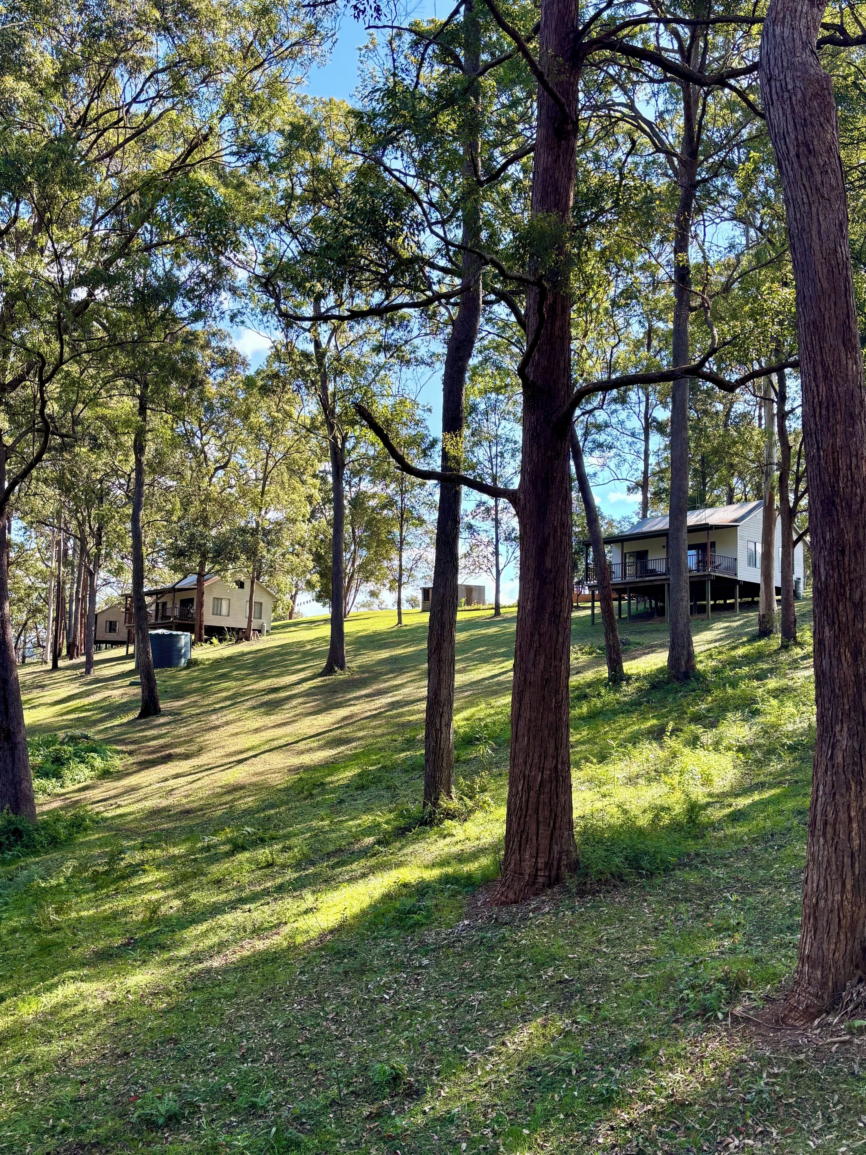 Un barrio residencial con varias casas rodeadas de árboles altos y zonas verdes.