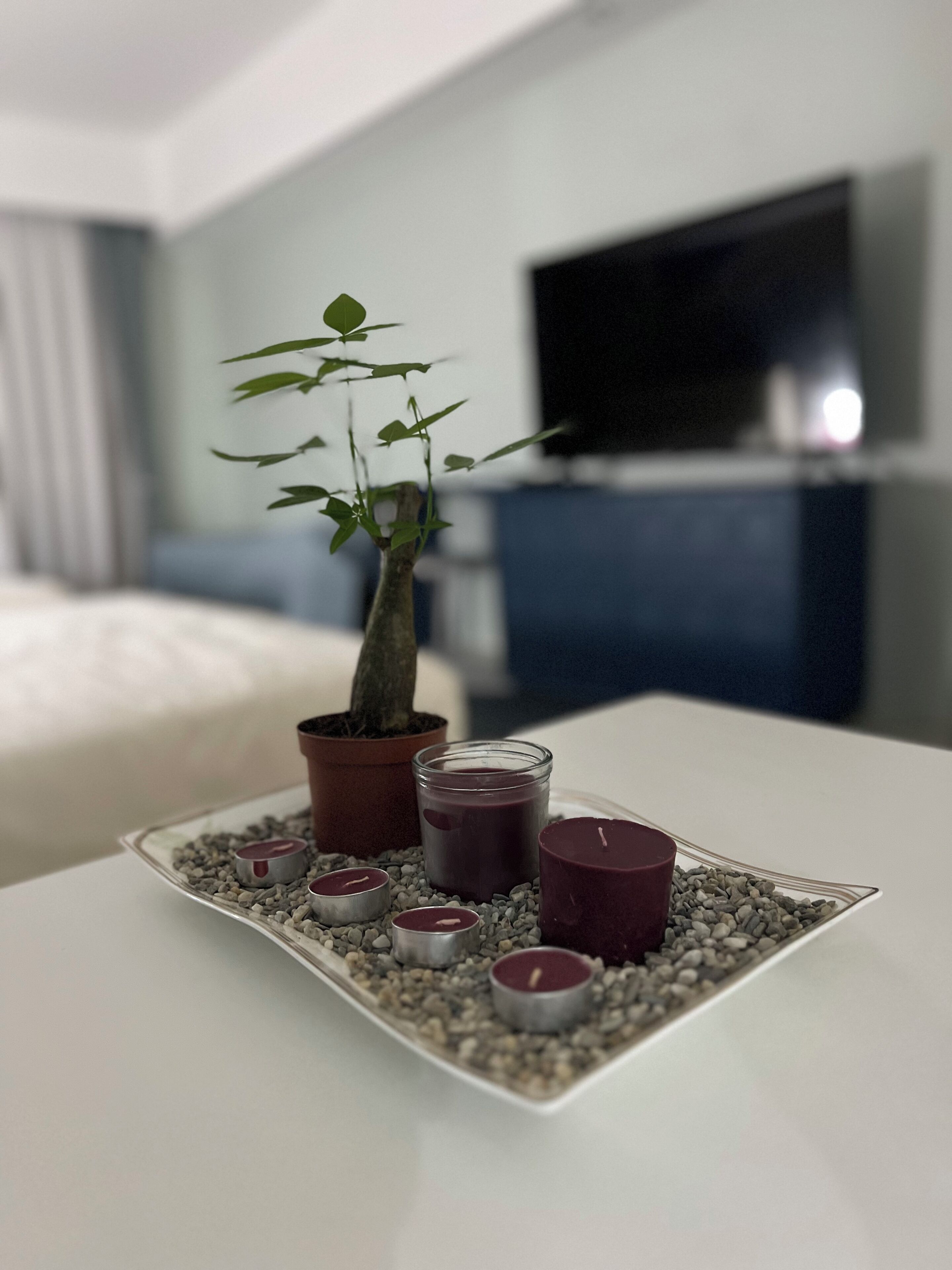 Habitación de hotel con cama, televisor, planta en maceta y una bandeja con velas.