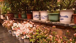A row of potted plants with pink flowers and blue designs on the pots, arranged on a stone ledge. - Hotel Baihui Inn (Zhangjiajie Pedestrian Street Dayong Ancient City Inn）) (Zhangjiajie)
