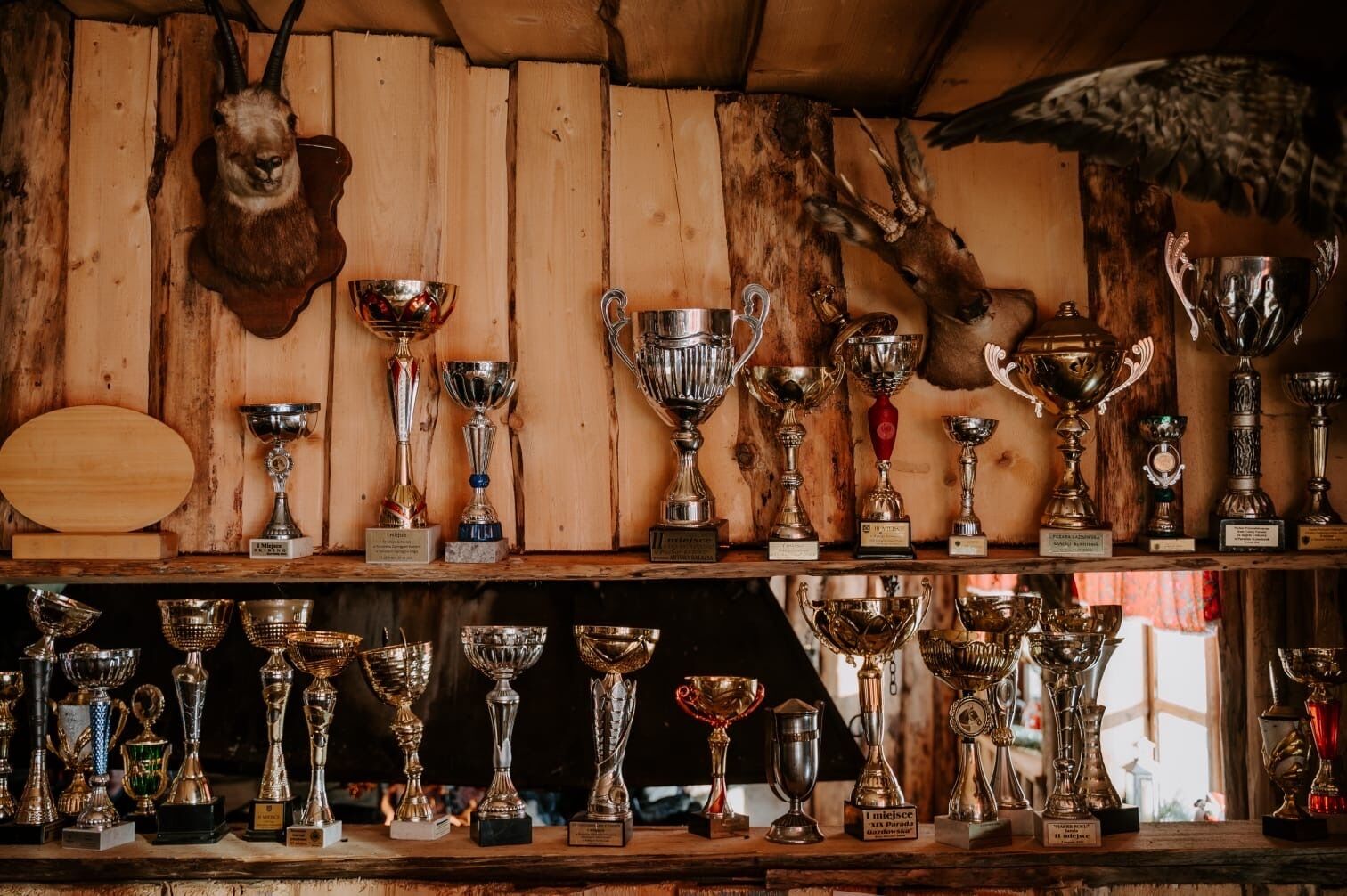 A collection of trophies displayed on shelves against a wooden backdrop with a deer head and antlers.