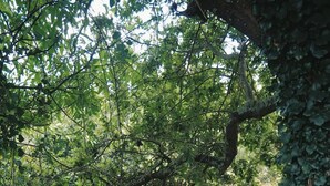 Et skovområde med en jordvej, der snor sig gennem tæt vegetation.