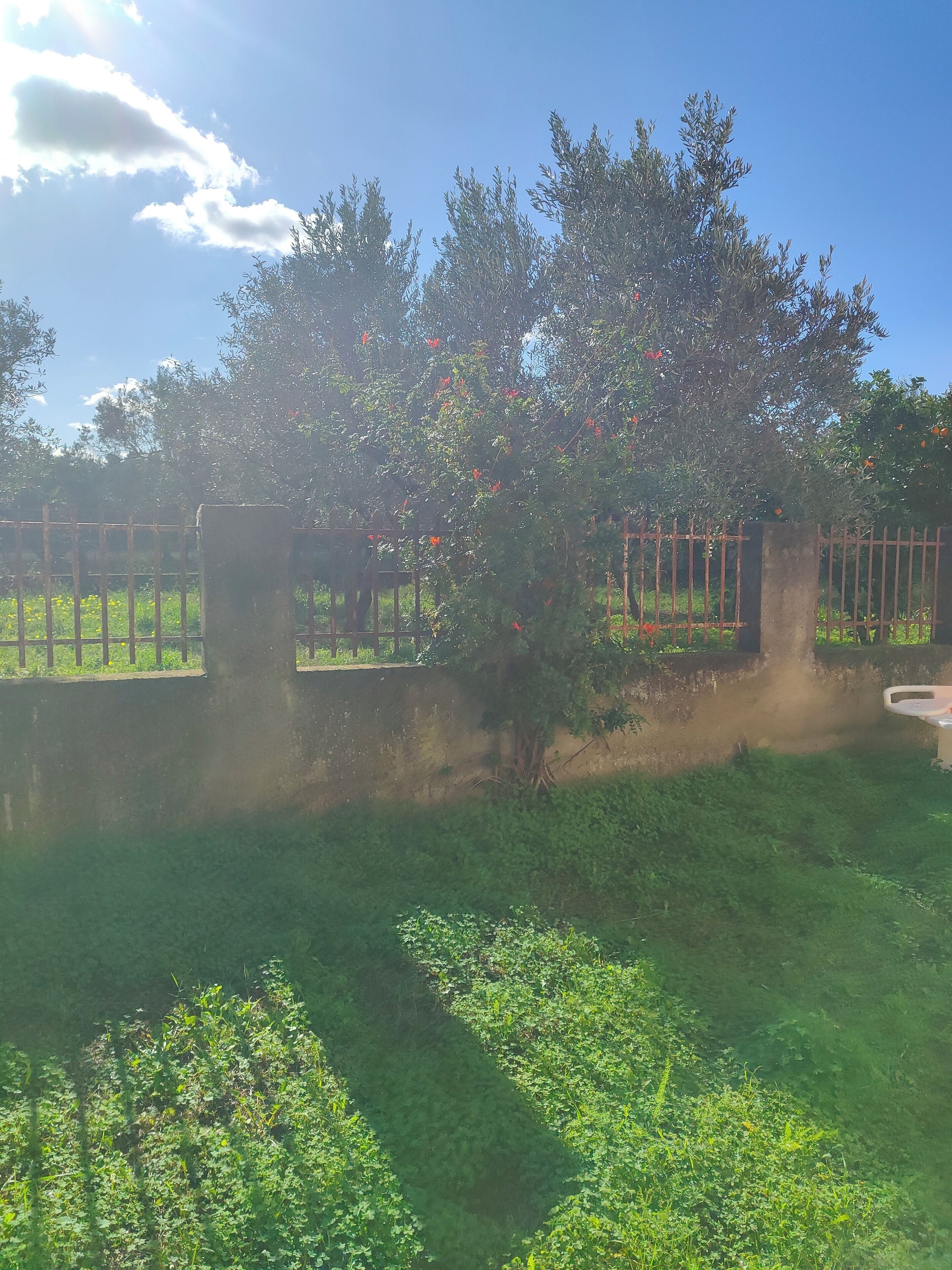 Ein Garten mit Metallzaun, Bäumen und einem Betongebäude.