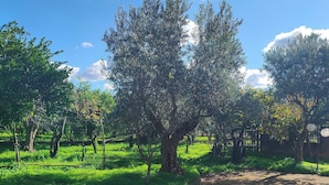 Un parc avec des arbres, de l’herbe et un chemin en béton.