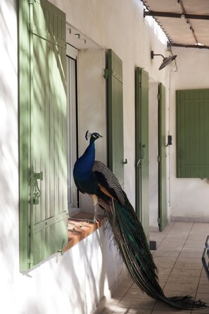 Property grounds - Mas de Cerier (Saint-Gilles)