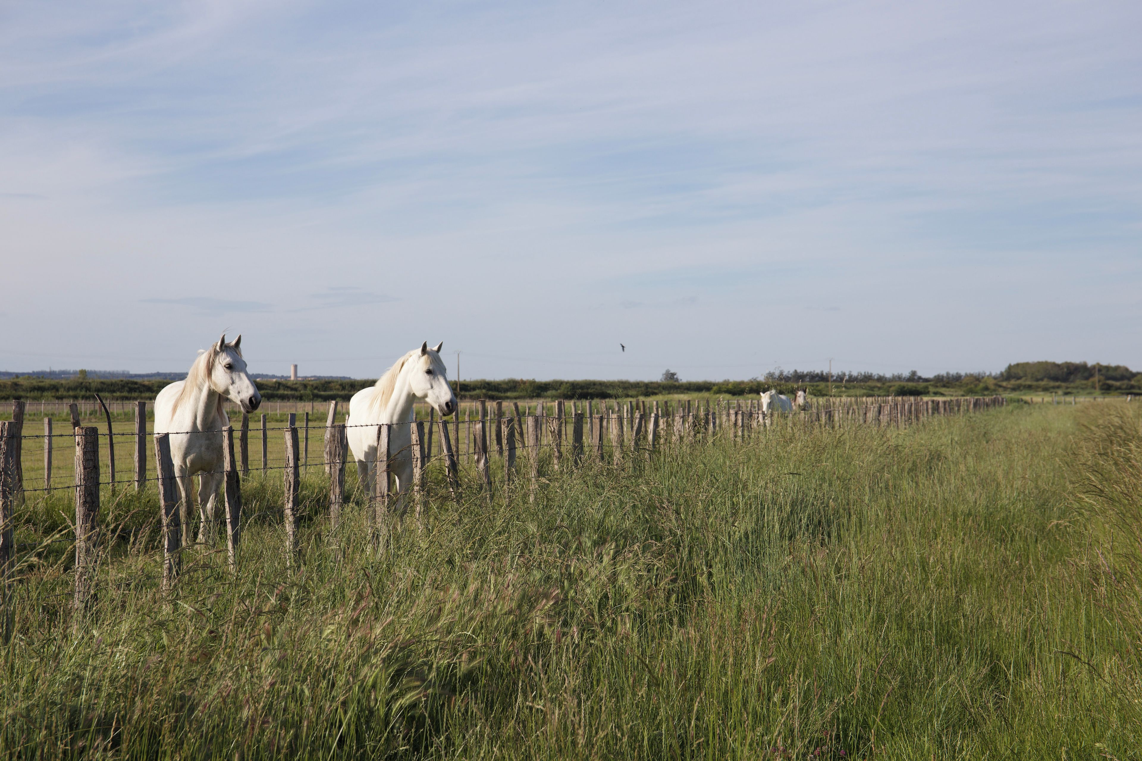 Un champ clôturé où se trouvent des chevaux.