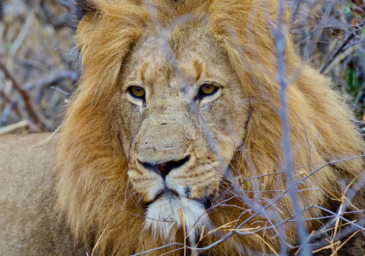 Un lion à la crinière abondante, entouré d’herbes sèches et de brindilles.