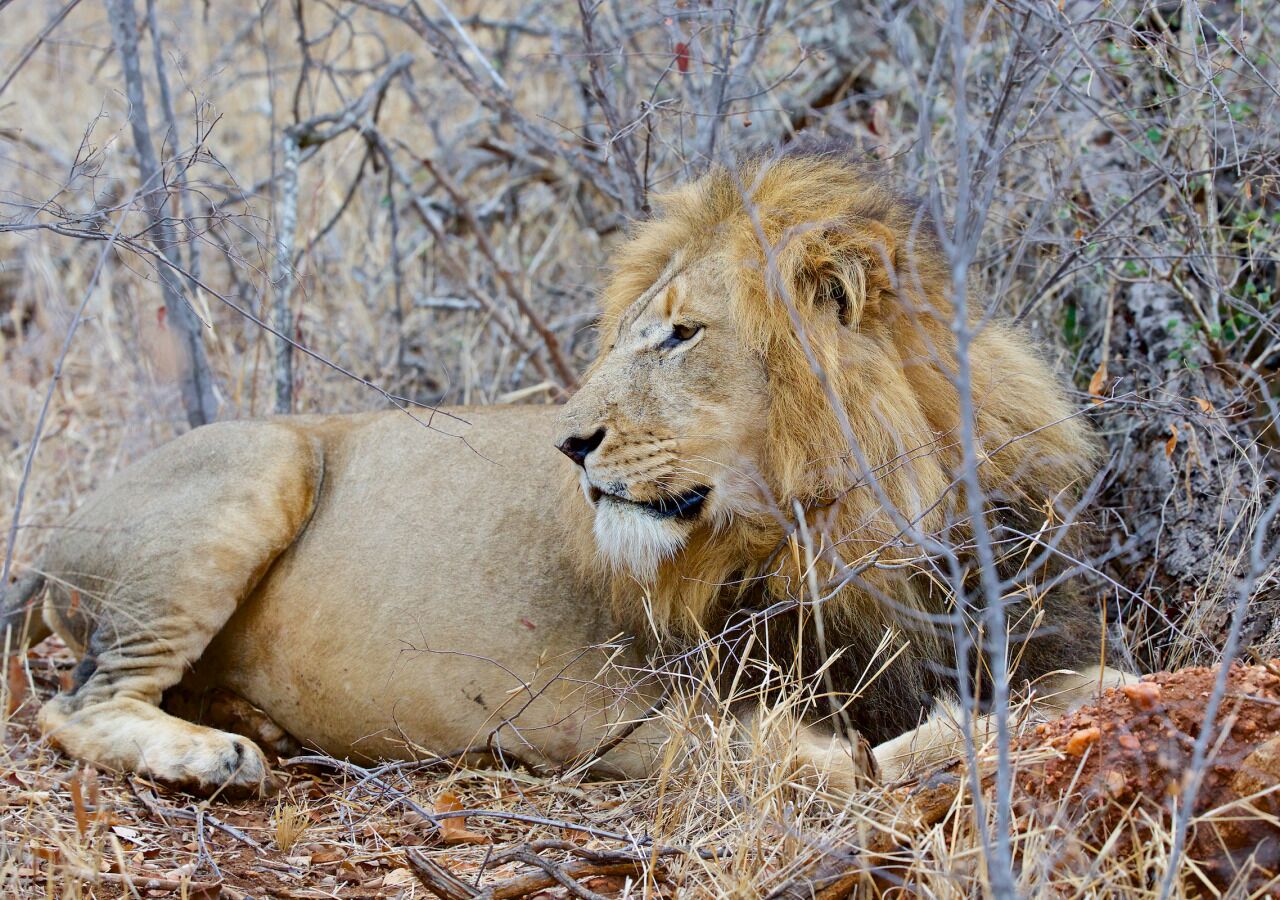 Un león descansando en un entorno natural con pasto seco y vegetación escasa.