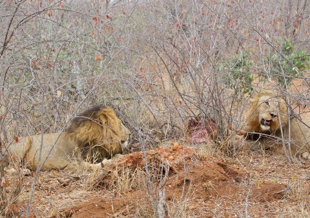 Two lions resting in a dry, bushy area with sparse vegetation.