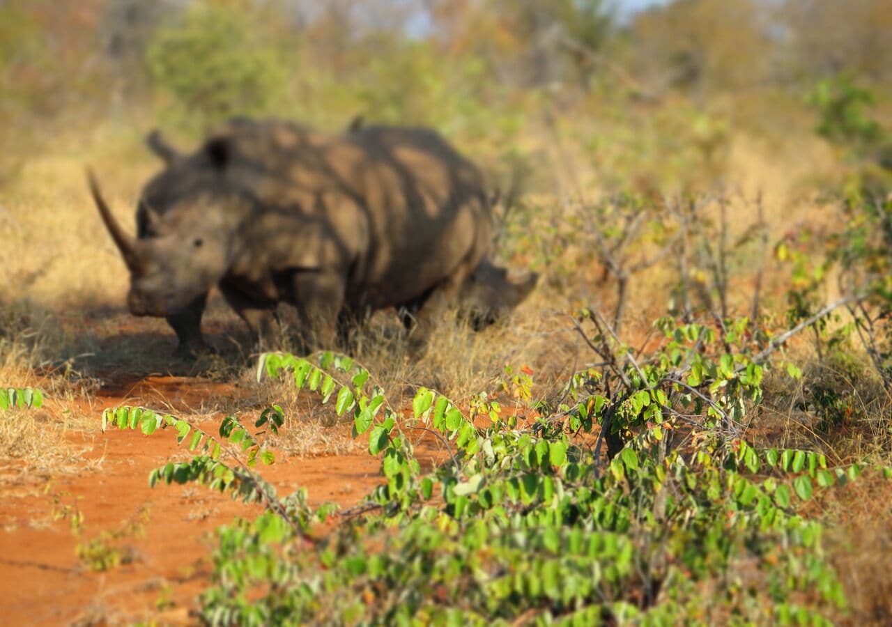 A rhinoceros in a natural habitat with sparse vegetation and red soil.