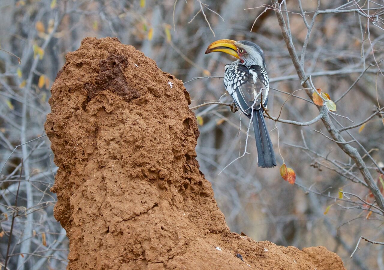 A bird perched on a termite mound.