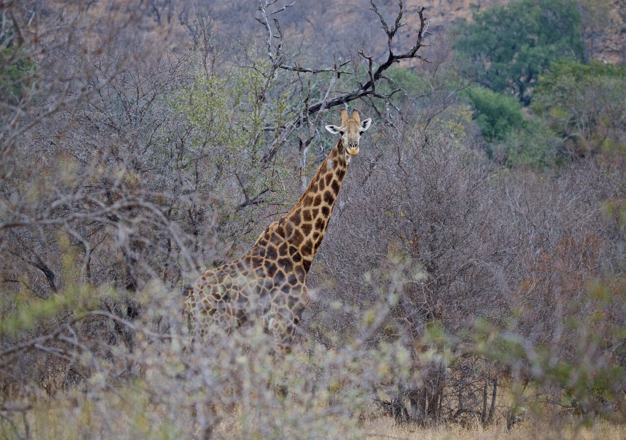 A giraffe in a natural setting with sparse vegetation and trees.